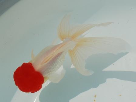 Redcap Oranda