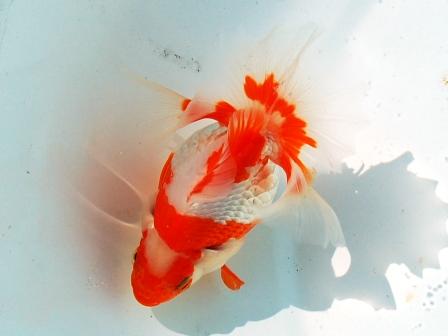 Tosakin -Japanese Goldfish Catalog