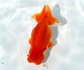 Ranchu