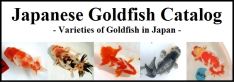 japanese Goldfish Catalog